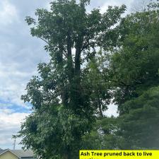 Dead-Ash-Tree-removals-and-pruning-in-Easton-MD 6